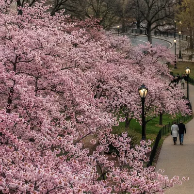 Pink Cherry Blossom Branches in Spring Park
