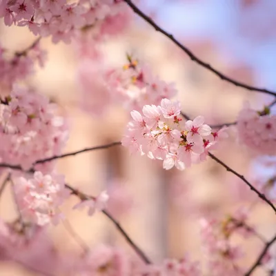 Delicate Pink Cherry Blossom Branch Close-Up