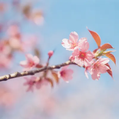 Soft Pink Cherry Blossoms in Spring Light