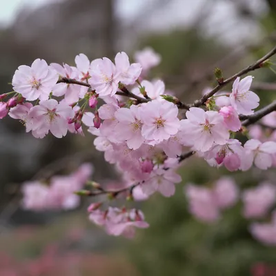 Pale Pink Cherry Blossoms in Spring Light
