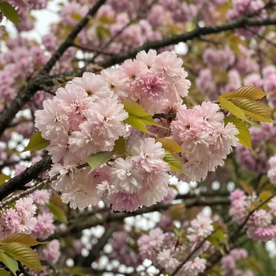 Soft Pink Cherry Blossom Spring Canopy
