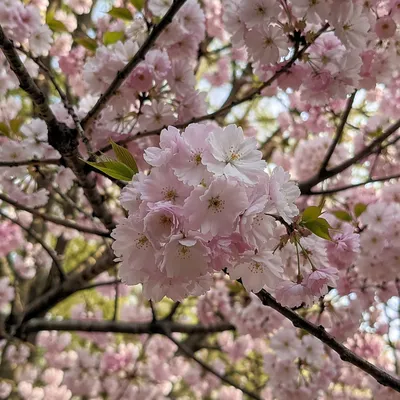 Delicate Pink Cherry Blossoms in Spring