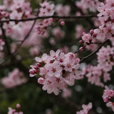Pink Cherry Blossoms in Gentle Spring Light