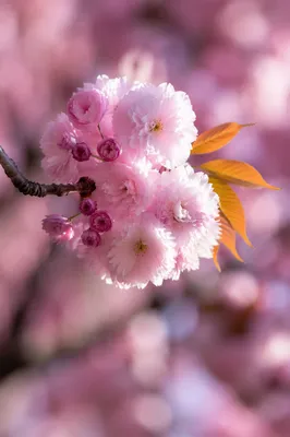 Pink Cherry Blossom Branch in Spring Light