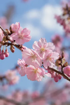 Pink Cherry Blossoms in Spring Daylight