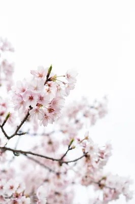 Pink Cherry Blossoms in Spring Light