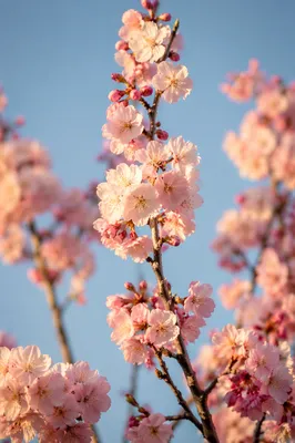 Pale Pink Cherry Blossoms in Spring Light