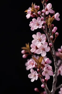 Pink Cherry Blossoms on Black Background