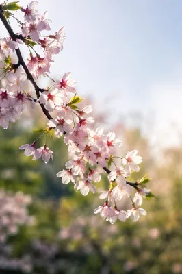 Cherry Blossom Branch in Soft Morning Light