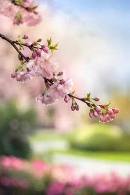 Serene Cherry Blossom Branch in Spring Light