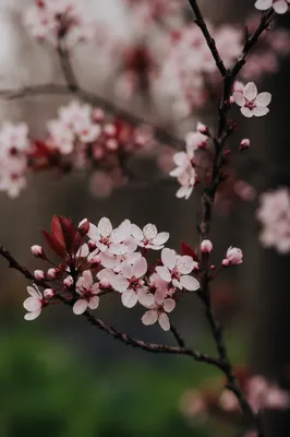 Delicate Cherry Blossom Branch in Spring