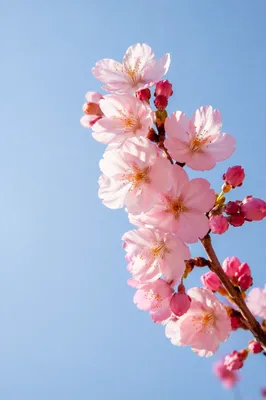 Pink Cherry Blossom Branch Against Blue Sky