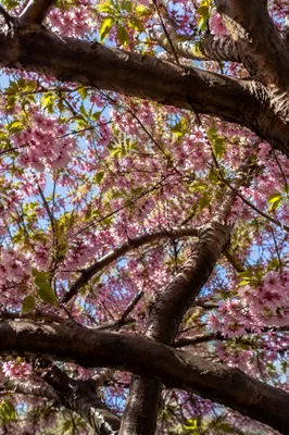 Cherry Blossom Canopy in Spring Sunlight