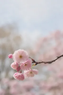 Delicate Cherry Blossom Branch in Spring