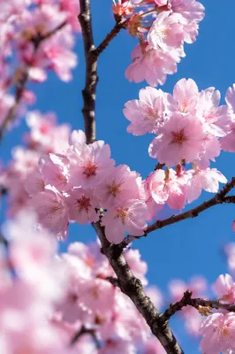 Pink Cherry Blossom Branches in Spring Sky