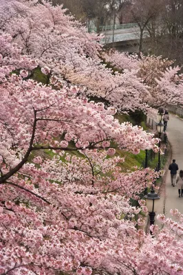 Pink Cherry Blossom Branches in Spring Park