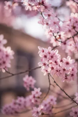 Delicate Pink Cherry Blossom Branch Close-Up