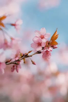 Soft Pink Cherry Blossoms in Spring Light