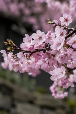 Pale Pink Cherry Blossoms in Spring