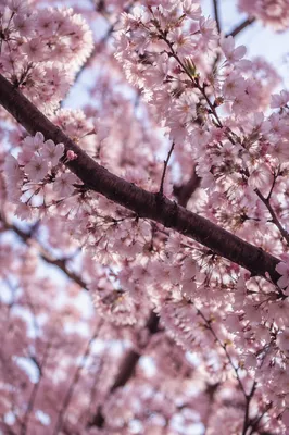 Pale Pink Cherry Blossoms in Morning Light