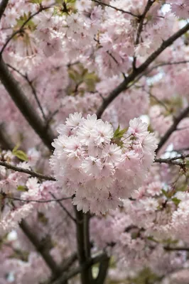 Delicate Pink Cherry Blossoms in Spring Light