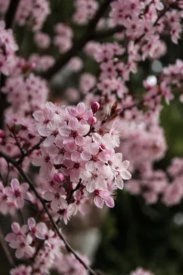 Pale Pink Cherry Blossoms in Spring