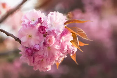Pink Cherry Blossom Branch in Spring