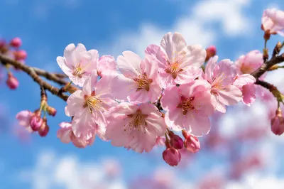 Pink Cherry Blossoms in Spring Light