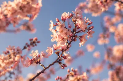 Pink Cherry Blossoms in Spring Sky