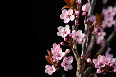 Pink Cherry Blossom Branches on Black