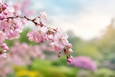 Serene Cherry Blossom Branch in Spring Light