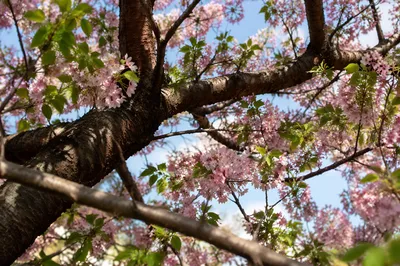 Cherry Blossom Canopy in Spring Sunlight