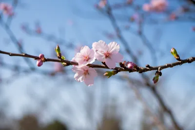 Pink Cherry Blossom Branch in Spring Light