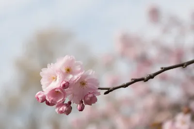 Serene Cherry Blossom Branch in Spring