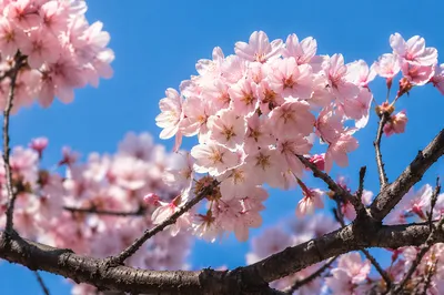 Pale Pink Cherry Blossoms Against Blue Sky