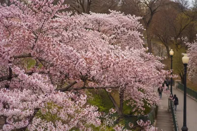 Pink Cherry Blossom Branches in Spring Park
