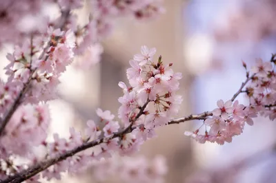 Delicate Pink Cherry Blossom Branch Close-Up
