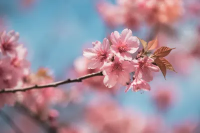 Soft Pink Cherry Blossoms in Spring Light