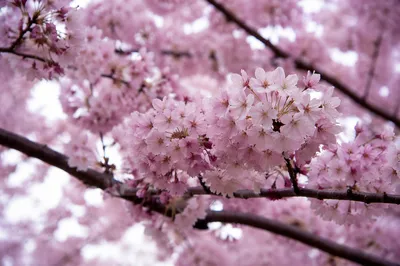 Pale Pink Cherry Blossoms in Morning Light