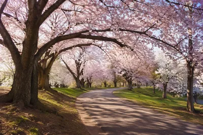 Cherry Blossom Path in Spring Morning Light