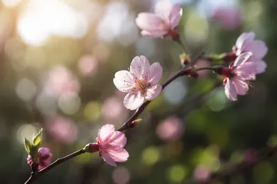 Pink Cherry Blossom Branch in Morning Light