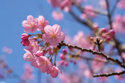 Pink Cherry Blossoms Against Spring Sky