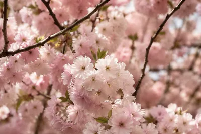 Pastel Cherry Blossoms in Spring Light