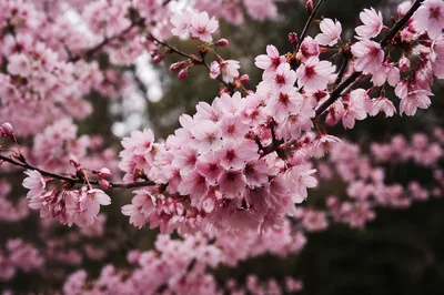 Pink Cherry Blossom Branches in Spring