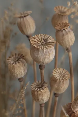 Boho Dried Seed Pod Arrangement