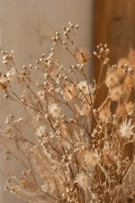Boho Dried Flowers in Warm Neutral Light