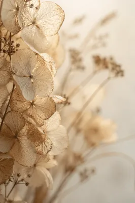Boho Dried Hydrangea Petals in Soft Light