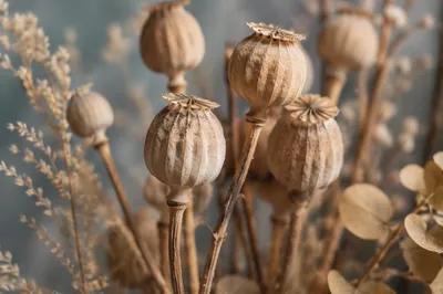 Boho Dried Seed Pod Arrangement