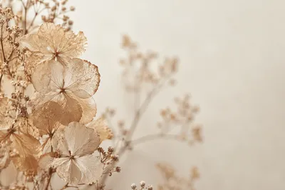 Boho Dried Hydrangea Petals in Soft Light