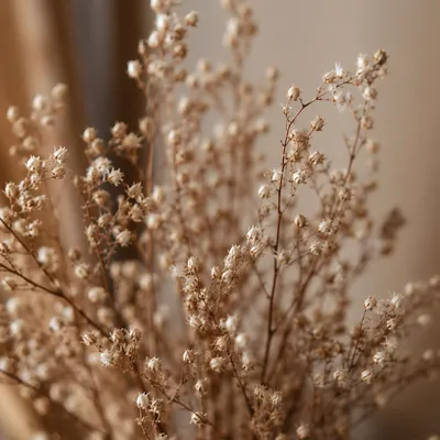 Boho Dried Flowers in Warm Neutral Light